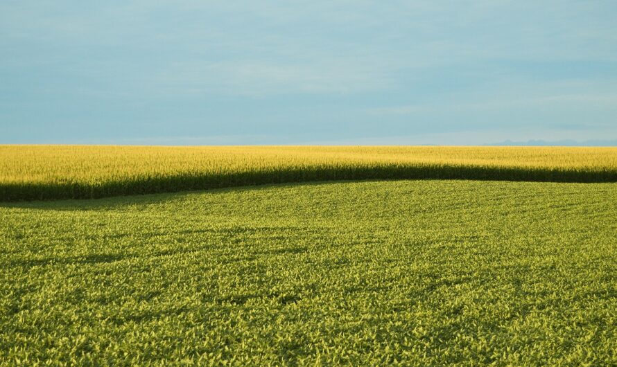 L’Union Européenne veut encore plus d’OGM, on les appellera désormais NGT !