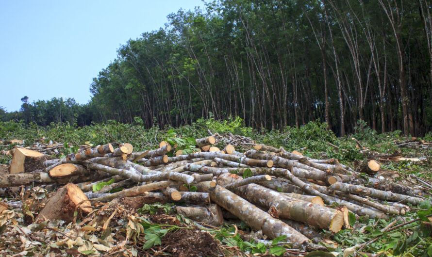 L’UE agit contre la déforestation