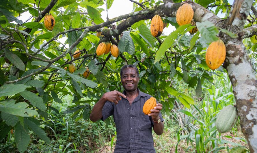 Cacao : les autorités ivoiriennes répondent aux revendications des planteurs