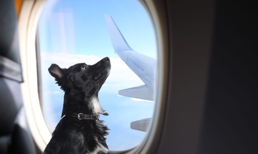 Avion : plus de 6.000 euros pour faire voyager son chien ?