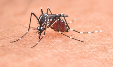 Le moustique tigre, connu scientifiquement sous le nom « Aedes albopictus », originaire des forêts tropicales d'Asie du Sud-Est, est maintenant présent dans 78 départements métropolitains français et dans les départements français d'Amérique. Effectivement, ce moustique très…