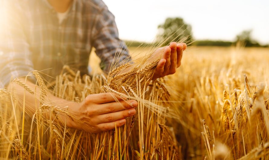 Agriculture : la production de blé baisse, les prix vont monter