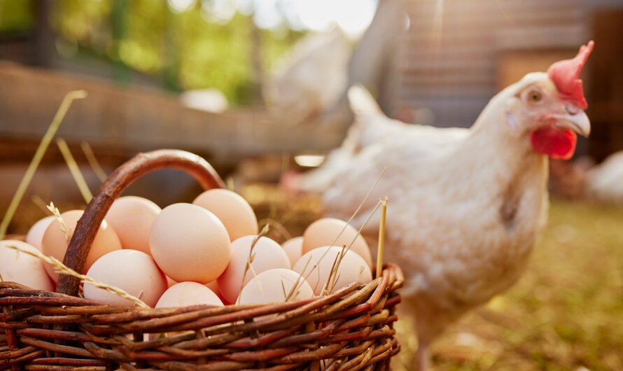 Alimentation : les oeufs font recette, les Français en mangent 4 par semaine