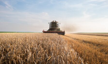 Mauvaise nouvelle pour les agriculteurs, mais surtout pour les consommateurs : l’année 2024 ne sera pas bonne sur le front du blé. Un coup dur pour la France qui reste un des premiers producteurs mondiaux. Et…