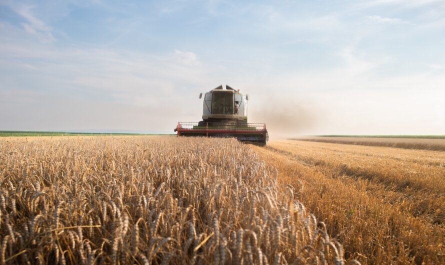 Agriculture : la récolte de blé va s’écrouler en France