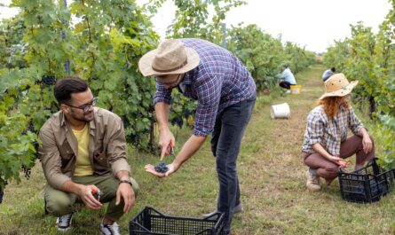 Alors que l’été 2024 touche à sa fin, les viticulteurs français s’apprêtent à entamer une nouvelle saison de vendanges sous un ciel bien sombre. Les prévisions sont loin d’être optimistes, avec une production attendue en…