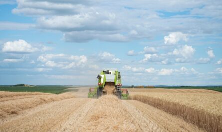 La récolte de blé tendre en France est prévue à son plus bas niveau depuis plus de quarante ans. En raison des intempéries répétitives, les prévisions pour 2024 indiquent une production de seulement 25,17 millions…