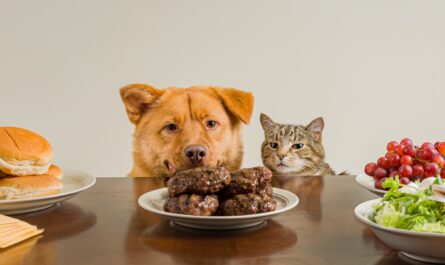 Entre la flambée des prix, les placards qui débordent et les gamelles trop remplies de croquettes, une petite révolution silencieuse est en train de se jouer dans le secteur du petfood. Et si l’anti-gaspillage devenait…