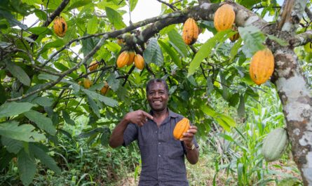 Face à la montée des prix mondiaux du cacao, le gouvernement ivoirien a annoncé, le mardi 2 avril 2024, une augmentation significative du prix minimum garanti aux planteurs, de 50 % pour la récolte à venir.…