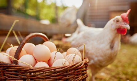 Omelette, œuf poché, œuf au plat, œuf cocotte… les recettes ne manquent pas pour se délecter d’un œuf. Pas cher, sain et utilisable pour des préparations simples comme complexes, les oeufs ont la cote en…