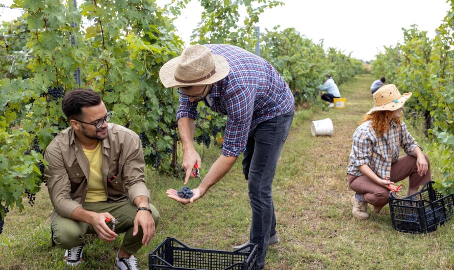 Agriculture : les vendanges 2024 s’annoncent catastrophiques