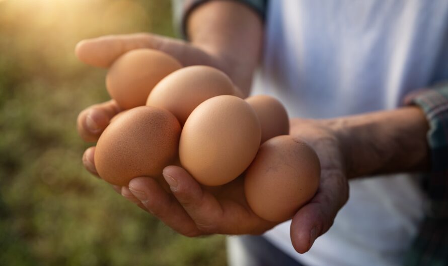 Alimentation : les Français n’ont jamais mangé autant d’œufs !