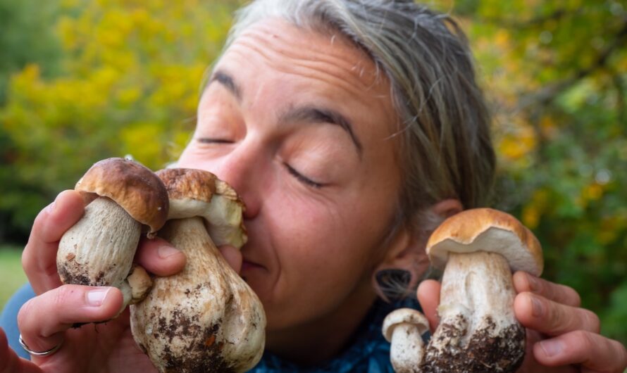 Champignons : vous risquez une (très) lourde amende si vous en cueillez trop !